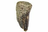 Fossil Mosasaur Tooth - North Sulfur River, Texas #104343-1